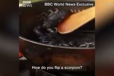 Angelina Jolie chế biến món nhện đen và bọ cạp ở Campuchia