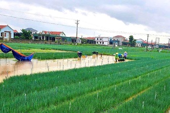 Nước ngập sâu, nông dân nhổ rau non bán rẻ