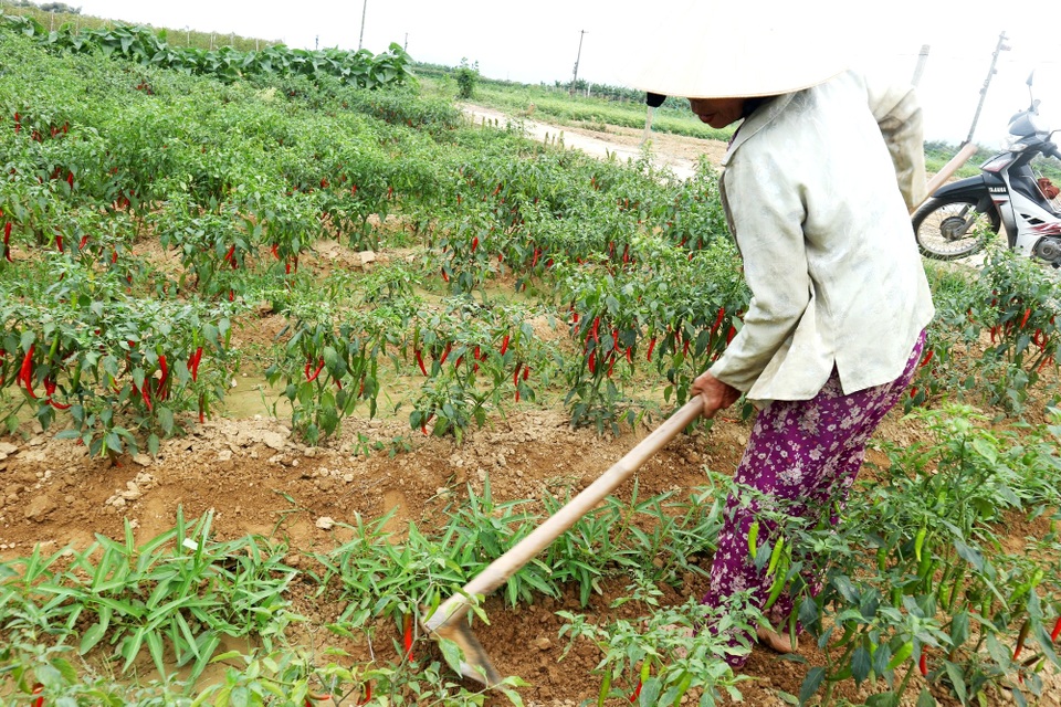 Nông dân đứng ngồi không yên vì ớt xuất khẩu rớt giá, đầu ra bấp bênh - 8 Nông dân đứng ngồi không yên vì ớt xuất khẩu rớt giá, đầu ra bấp bênh - 8