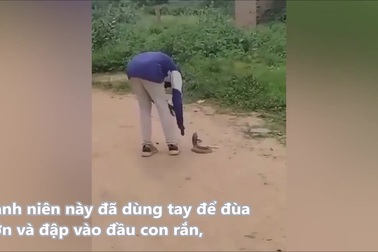 Đùa giỡn với rắn hổ mang, thanh niên phải trả giá đắt