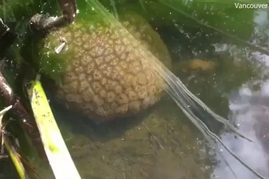 Sinh vật bí ẩn hình bộ não lộ diện dưới hồ