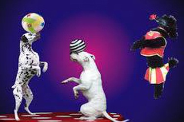 Gala xiếc của ba nước Đông Dương tại Hà Nội