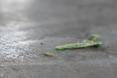 Hà Nội: Sinh vật bé bằng đầu tăm gây "đại họa" cho người dân ở Mê Linh