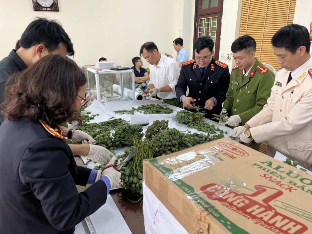 Lào Cai: Bắt giữ nhóm đối tượng buôn bán gần 80kg quả cây thuốc phiện - 1 Lào Cai: Bắt giữ nhóm đối tượng buôn bán gần 80kg quả cây thuốc phiện - 1
