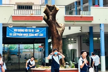 “Mẹ ơi, trường con chặt cây phượng mất rồi”