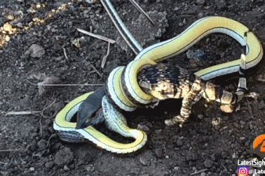 Xem trận chiến sinh tử giữa thằn lằn với rắn