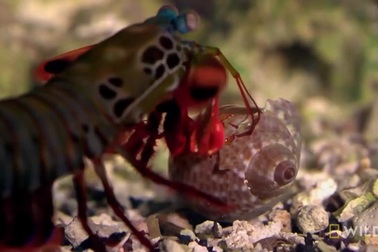 Loài tôm có "cú đấm" nhanh như đạn bắn