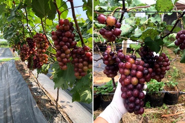 Ông chủ quán cà phê về quê cuốc đất trồng nho, dâu tây ở Quảng Trị