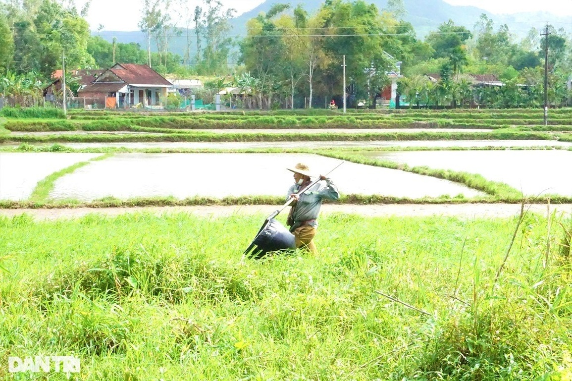 Theo chân thợ săn cào cào, châu chấu đỉnh có tiếng ở Đà thành - 2 Theo chân thợ săn cào cào, châu chấu đỉnh có tiếng ở Đà thành - 2