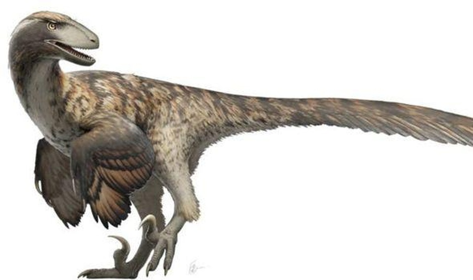 Bộ phim Công viên kỷ Jura đã sai: Khủng long Raptor không đi săn theo bầy - 2 Bộ phim Công viên kỷ Jura đã sai: Khủng long Raptor không đi săn theo bầy - 2
