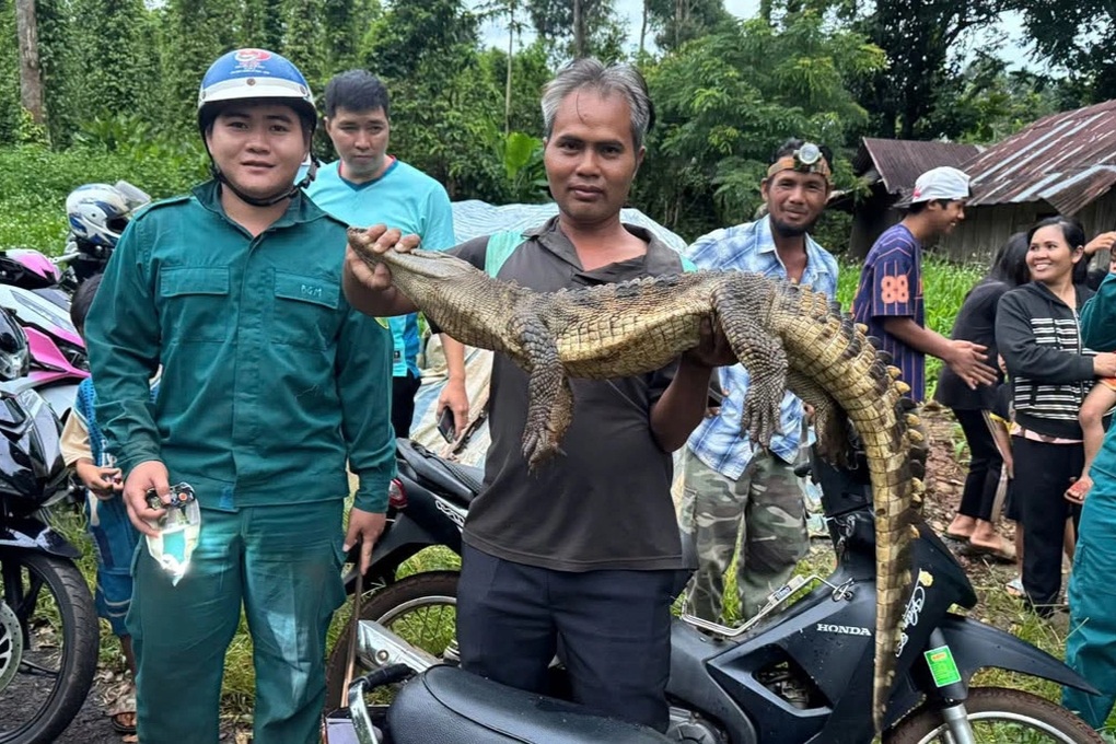 Đã bắt được cá sấu hơn 10kg xuất hiện dưới suối ở Đồng Nai - 1