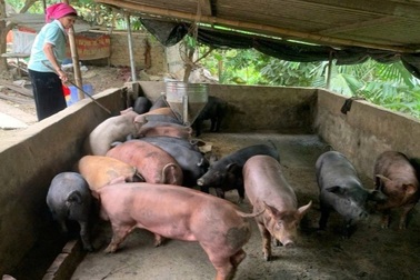 Nậm Nhùn (Lai Châu): Nâng cao nhận thức, khơi dậy ý chí người dân thoát nghèo