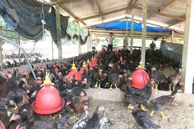 Người chăn nuôi "khóc ròng" vì tiền thức ăn tăng cao, giá bán gà "chạm đáy"