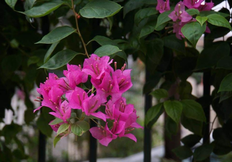 Nàng dâu nằng nặc đòi ly hôn vì mẹ chồng muốn ở chung - 1 Nàng dâu nằng nặc đòi ly hôn vì mẹ chồng muốn ở chung - 1