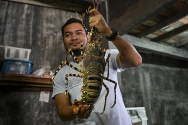 Trung Quốc vượt Mỹ thành nhà nhập khẩu tôm lớn nhất của Việt Nam