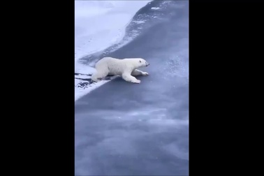 Cách gấu Bắc cực di chuyển qua tảng băng mỏng