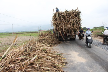 Dân điêu đứng vì mía sắp thành củi sau sự cố nhà máy đường