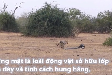 Cuộc chiến sống còn tay ba giữa trăn, lửng mật, chó rừng và cái kết khó ngờ