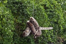 Con trăn dài 2m xuất hiện ở bến tàu du lịch Nha Trang