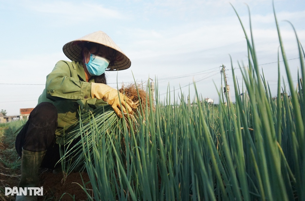 Giá tăng gấp 4, nông dân thắp đèn nhổ hành đêm, che bạt thu hoạch giữa trưa - 3