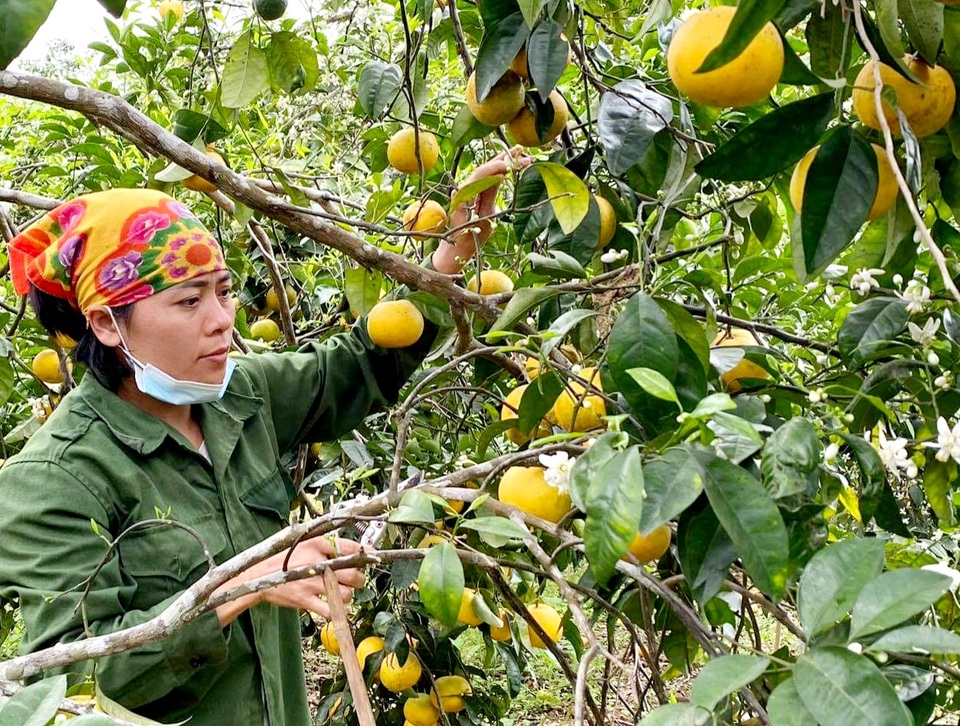 Nước mắt người trồng quýt ở vùng đất đỏ bazan - 2 Nước mắt người trồng quýt ở vùng đất đỏ bazan - 2