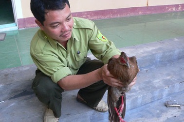 Phát hiện gà Lôi Lam trong sách đỏ thế giới