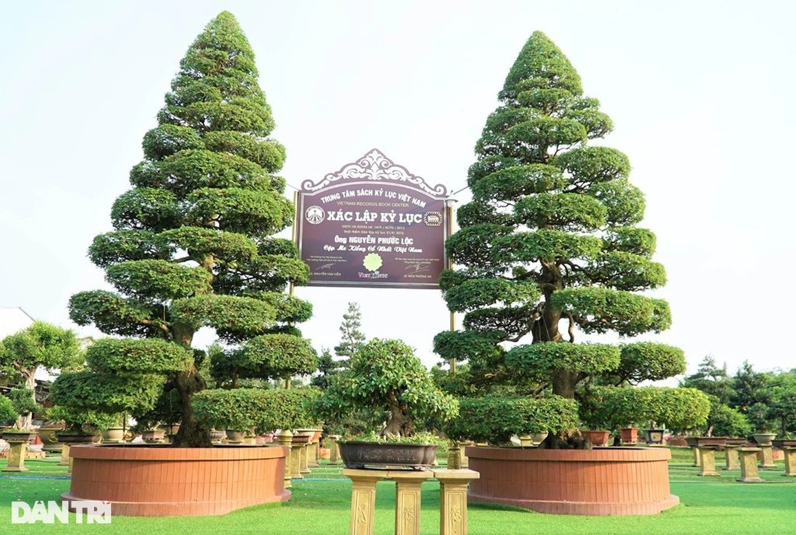Chiêm ngưỡng cặp me kiểng trăm tuổi trị giá tiền tỷ của lão nông Đồng Tháp - 1 Chiêm ngưỡng cặp me kiểng trăm tuổi trị giá tiền tỷ của lão nông Đồng Tháp - 1