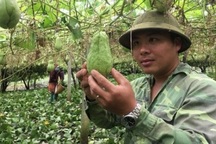 Cử nhân sư phạm thất nghiệp, bực quá về núi làm giàu nhờ su su