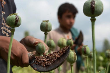 Diện tích cây thuốc phiện giảm 95% ở Afghanistan sau khi Taliban nắm quyền