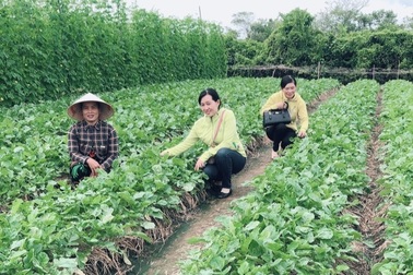 Sóc Trăng: Chị em thoát nghèo nhờ chung tay hùn vốn kinh doanh, trồng màu