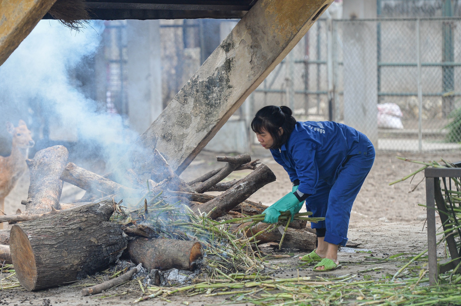 Đốt lửa, bật nước nóng để sưởi ấm cho động vật ở vườn thú Hà Nội - 6 Đốt lửa, bật nước nóng để sưởi ấm cho động vật ở vườn thú Hà Nội - 6