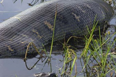 “Rắn khổng lồ” vài trăm cân chỉ là chuyện tưởng tượng