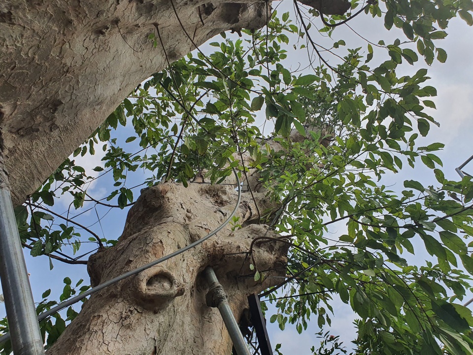 “Siêu” sung cổ thụ, chủ vườn rao bán 1,2 tỷ đồng “miễn mặc cả” gây xôn xao Hà Nội - 6 “Siêu” sung cổ thụ, chủ vườn rao bán 1,2 tỷ đồng “miễn mặc cả” gây xôn xao Hà Nội - 6