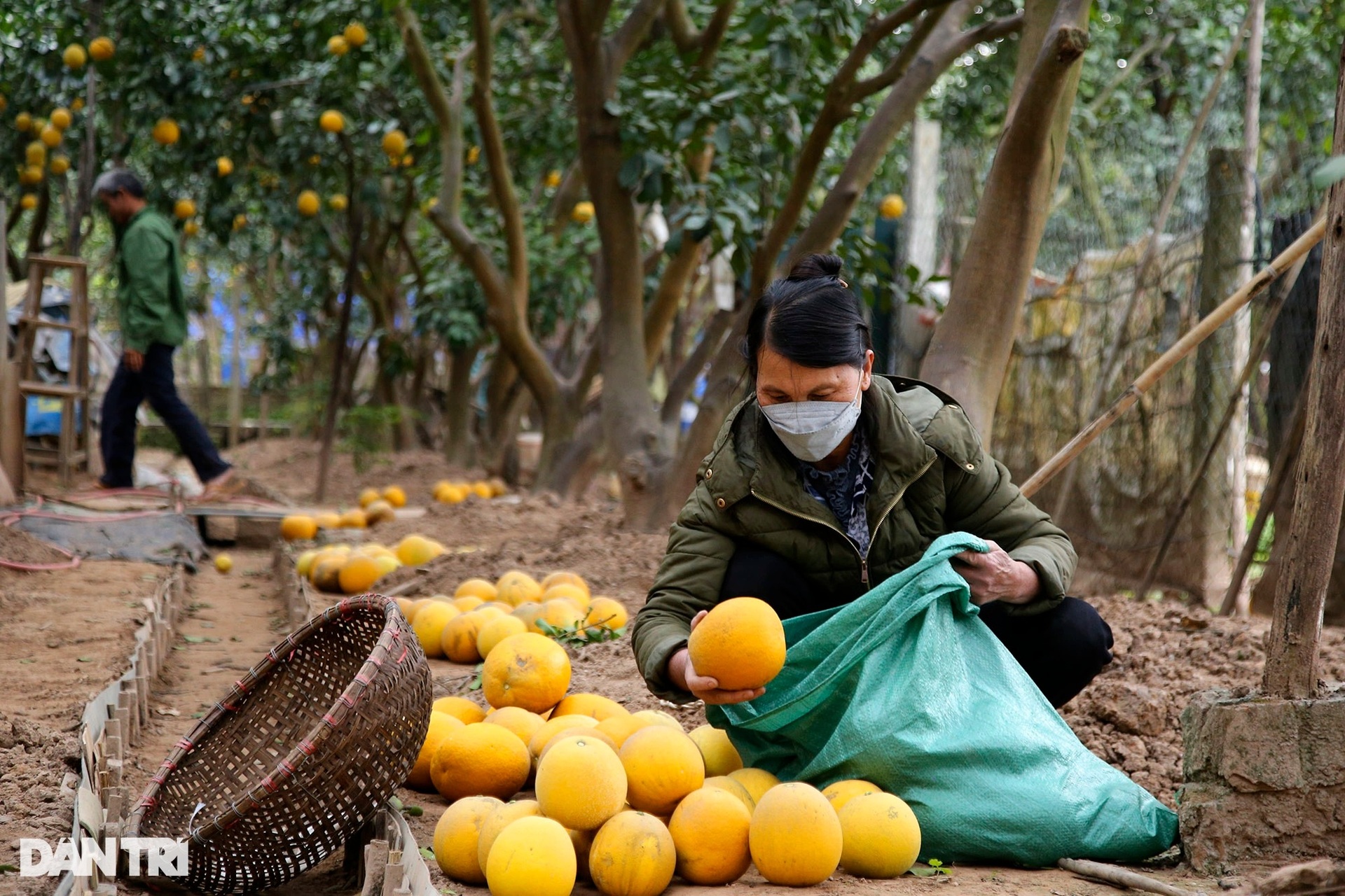 Bưởi Phú Diễn ở Hà Nội vàng rực vụ mùa Tết - 2