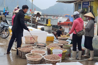 Mục sở thị chợ cá nổi tiếng ở Cái Rồng, Vân Đồn sau "bão" Covid-19