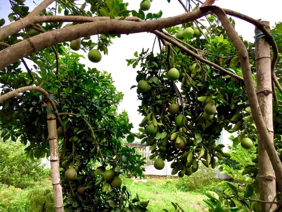 Mê mẩn vườn bạt ngàn hoa hồng của gia đình ở ngoại thành Hà Nội - 11