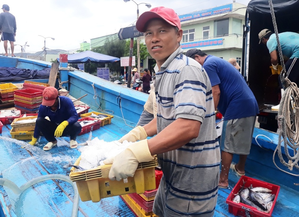 Hàng trăm tàu cá ngư dân miền Trung hối hả bán cá “chạy” bão - 3 Hàng trăm tàu cá ngư dân miền Trung hối hả bán cá “chạy” bão - 3