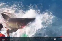 Thợ lặn phát hoảng khi thấy cá mập "nổi điên" lao vào lồng sắt