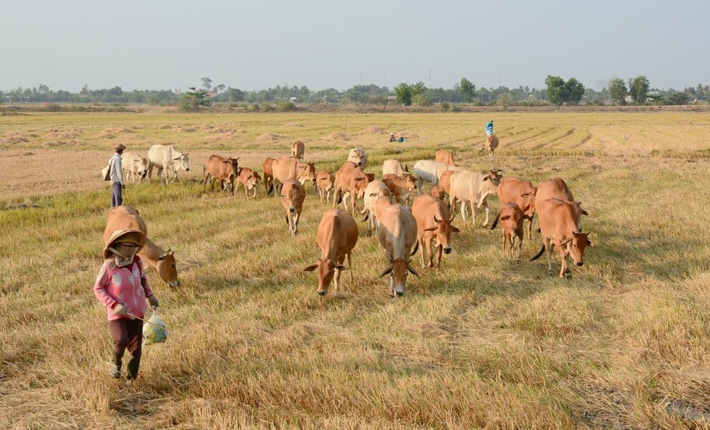 Ngô sinh khối - cơ hội cho thức ăn gia súc nội địa - 1 Ngô sinh khối - cơ hội cho thức ăn gia súc nội địa - 1