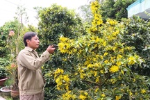 Nhà vườn trồng mai lao đao vì hoa mai nở hoa sớm