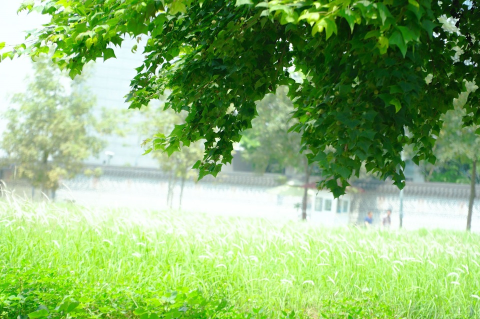 Còn một hàng phong vẫn xanh tốt, đẹp lãng mạn ở Hà Nội? - 7 Còn một hàng phong vẫn xanh tốt, đẹp lãng mạn ở Hà Nội? - 7