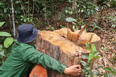 Lâm tặc mở "công trường" khai thác gỗ, dân đi sau "cạo trọc" rừng