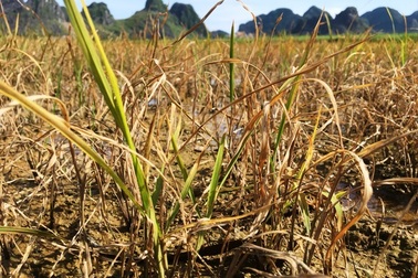 Nhiều hộ dân điêu đứng vì lúa chết sau khi phun thuốc trừ cỏ