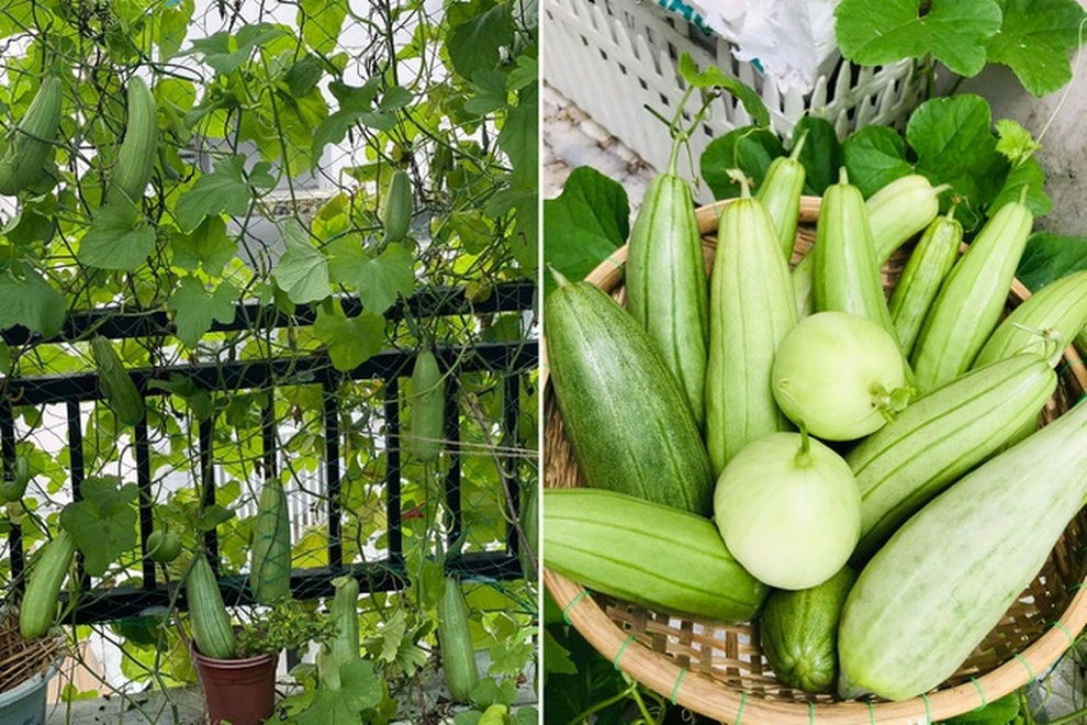 Lý do phân trùn quế là lựa chọn số một của những nhà nông sân thượng - 1 Lý do phân trùn quế là lựa chọn số một của những nhà nông sân thượng - 1