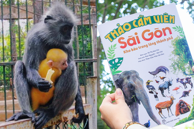 Đi tìm lời giải voọc xám bạc nhưng sinh con lông vàng ở Thảo Cầm Viên