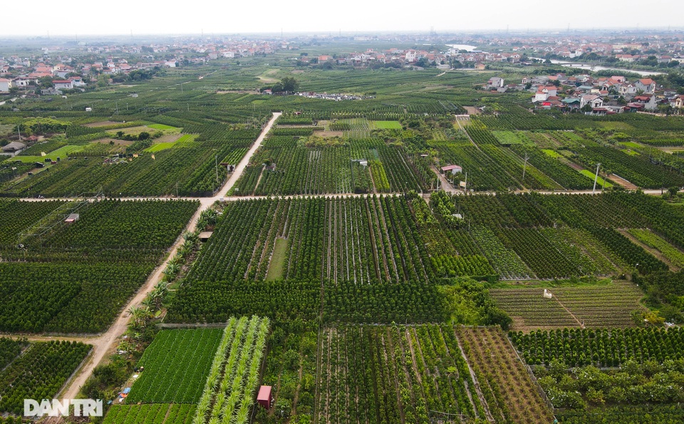 Chiêm ngưỡng vườn quýt lục bình khủng chuẩn bị cho Tết Tân Sửu - 10 Chiêm ngưỡng vườn quýt lục bình khủng chuẩn bị cho Tết Tân Sửu - 10