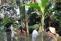 Người dân hiếu kỳ đi xem cây chuối voi trổ cùng lúc 2 buồng