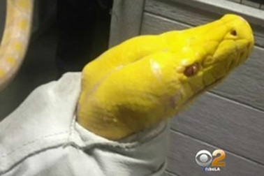 Tức giận vì bị “chặt chém”, thả trăn vào nhà hàng để trả thù