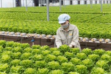 Xà lách vào top 10 loại rau tốt nhất cho sức khỏe