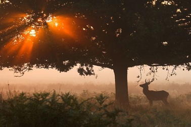 Thế giới động vật hoang dã nằm giữa chốn đô thị náo nhiệt